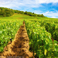 Buy canvas prints of Burgundy vineyards - Orton glow Edition  by Jordi Carrio