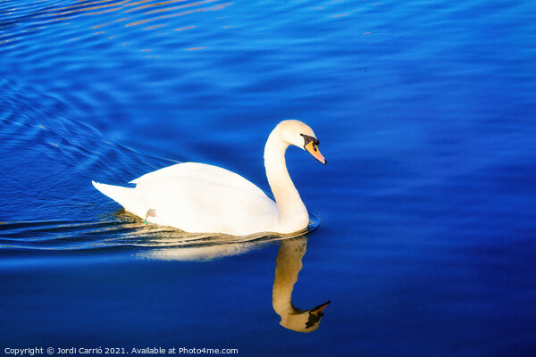 White swan sailing in the blue waters - Glamor Edition  Picture Board by Jordi Carrio