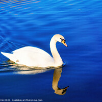 Buy canvas prints of White swan sailing in the blue waters - Glamor Edition  by Jordi Carrio
