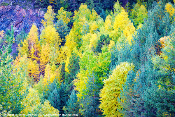 Autumn colors in the woods - Orton glow Edition  Picture Board by Jordi Carrio