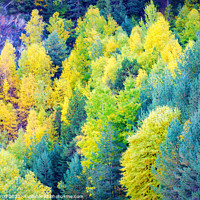 Buy canvas prints of Autumn colors in the woods - Orton glow Edition  by Jordi Carrio