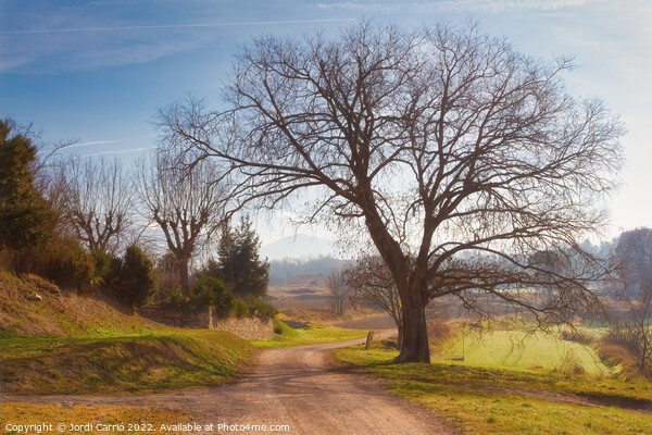Rural road in winter - C1512-4042-GRACOL Picture Board by Jordi Carrio