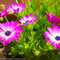 Buy canvas prints of Majestic Magenta Daisies - CR2105 5283 PIN by Jordi Carrio
