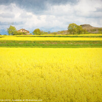Buy canvas prints of Yellow Fields of Malla - CR2105-5277-PIN by Jordi Carrio