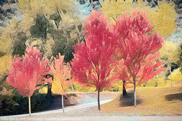 Crimson Maples in Autumn - CR2010-3808-ABS Picture Board by Jordi Carrio