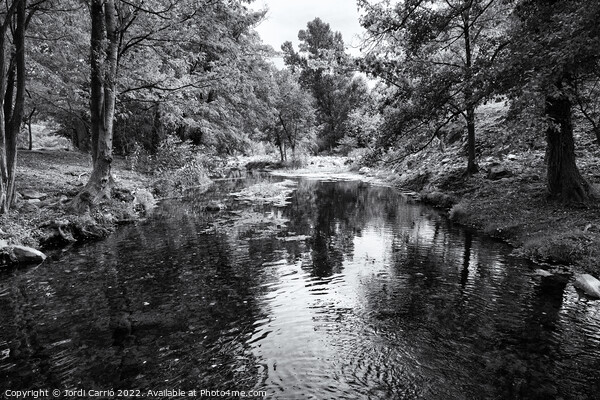 Panoramic view of the Llémena River - Black and White Edition Picture Board by Jordi Carrio