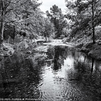 Buy canvas prints of Panoramic view of the Llémena River - Black and White Edition by Jordi Carrio