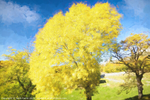 Yellow leaves tree. - Oil painting Edition Picture Board by Jordi Carrio