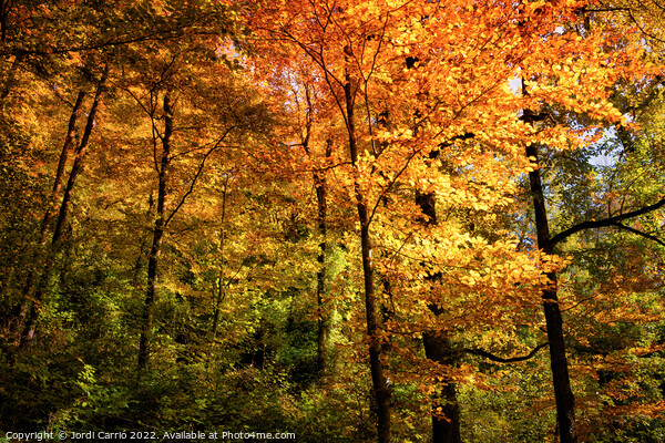 Autumn ocher colors in the forest - Orton glow Edition  Picture Board by Jordi Carrio