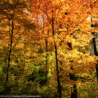Buy canvas prints of Autumn ocher colors in the forest - Orton glow Edition  by Jordi Carrio