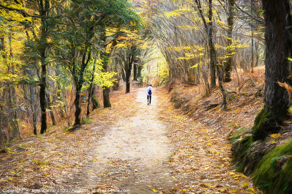 Autumn walk through Montseny - CR2211-8333-OIL Picture Board by Jordi Carrio