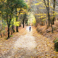 Buy canvas prints of Autumn walk through Montseny - CR2211-8333-OIL by Jordi Carrio
