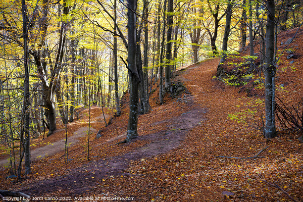 Beech forest in autumn Picture Board by Jordi Carrio