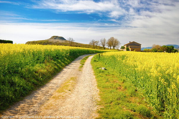 Rapeseed Fields in Full Bloom - CR2204-7070-ORT Picture Board by Jordi Carrio