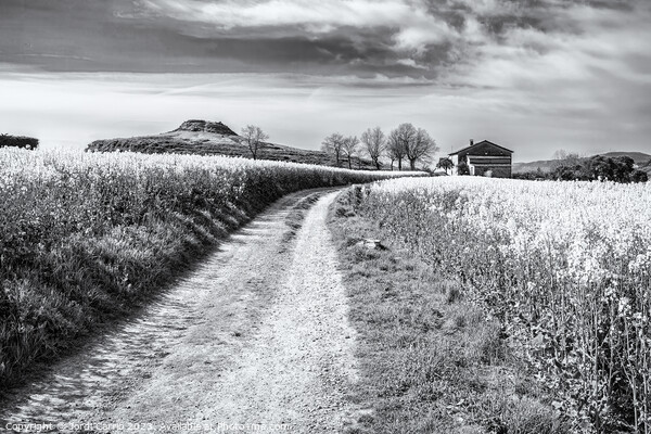 Breathtaking rapeseed fields - CR2204-7071-BW Picture Board by Jordi Carrio