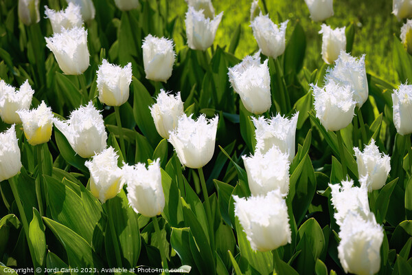 White Tulip Serenity - CR2305-9171-ORT Picture Board by Jordi Carrio