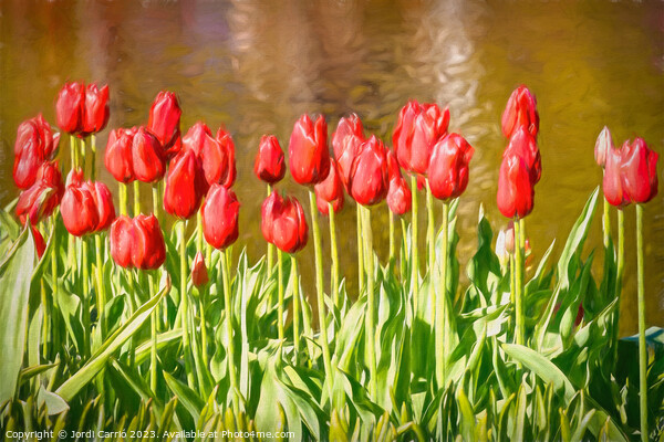 The scarlet splendor of the tulip - CR2305-9183-OI Picture Board by Jordi Carrio