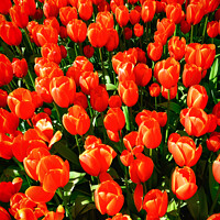 Buy canvas prints of Crimson colored tulips - CR2305-9189-ORT.tif by Jordi Carrio