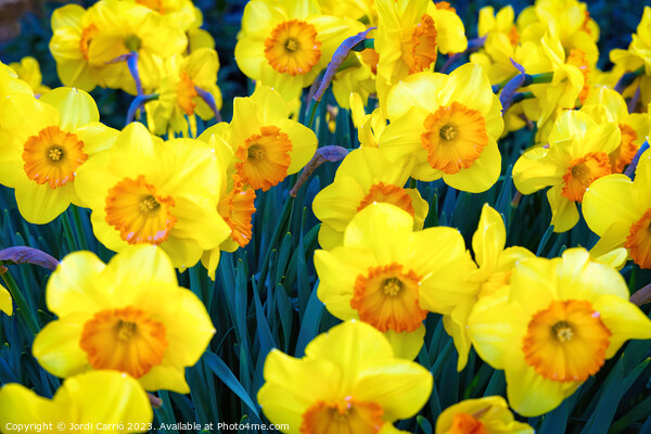 Yellow tulips. - CR2305-9199-ORT Picture Board by Jordi Carrio