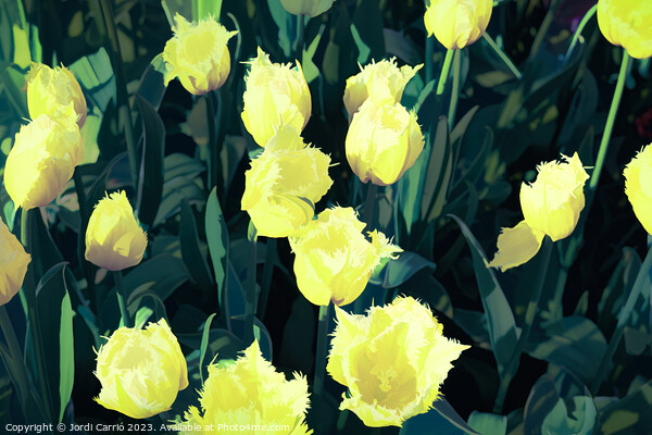 Detail of yellow tulips - CR2305-9186-ABS Picture Board by Jordi Carrio