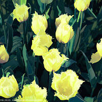 Buy canvas prints of Detail of yellow tulips - CR2305-9186-ABS by Jordi Carrio