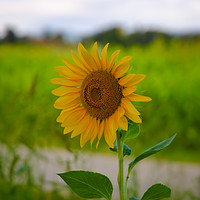 Buy canvas prints of Sunflower blossom in full splendor by Jordi Carrio