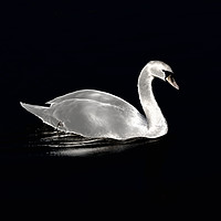 Buy canvas prints of A swan at night on the lake by Jordi Carrio
