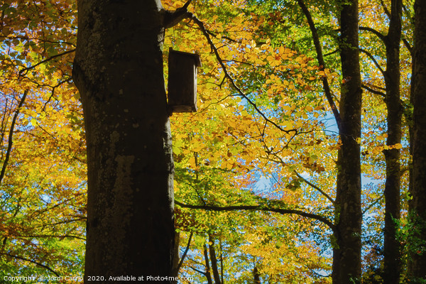 Beech forest of the Grevolosa in autumn  Picture Board by Jordi Carrio