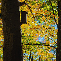 Buy canvas prints of Beech forest of the Grevolosa in autumn  by Jordi Carrio