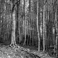 Buy canvas prints of Montseny natural park - Catalonia by Jordi Carrio