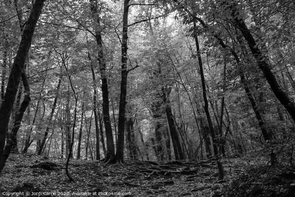 Beech forest in midsummer - Black and white Picture Board by Jordi Carrio