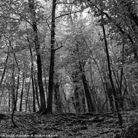 Buy canvas prints of Beech forest in midsummer - Black and white by Jordi Carrio