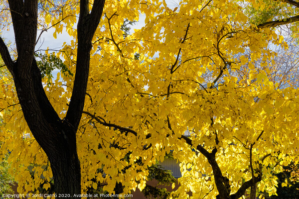 The leaves of the tree have turned yellow Picture Board by Jordi Carrio