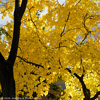 Buy canvas prints of The leaves of the tree have turned yellow by Jordi Carrio