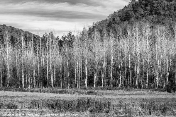 A forest of poplar trees without leaves in winter  Picture Board by Jordi Carrio