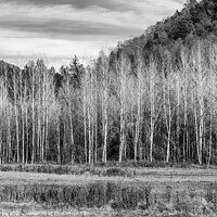 Buy canvas prints of A forest of poplar trees without leaves in winter  by Jordi Carrio