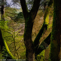 Buy canvas prints of A ray of sunlight between the branches of an oak with moss by Jordi Carrio