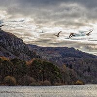 Buy canvas prints of Geese over Derwent Water by Scott Somerside