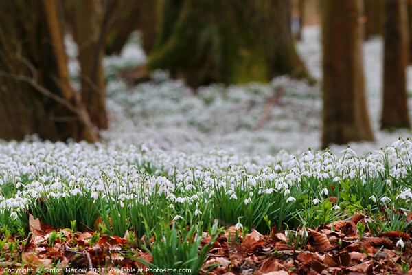 Serene Snowdrops A Beautiful Spring Symphony Picture Board by Simon Marlow