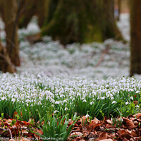 Buy canvas prints of Serene Snowdrops A Beautiful Spring Symphony by Simon Marlow