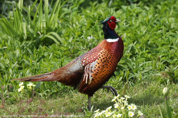 Majestic Pheasant in a Serene Garden Picture Board by Simon Marlow