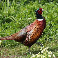 Buy canvas prints of Majestic Pheasant in a Serene Garden by Simon Marlow