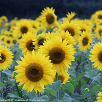Buy canvas prints of Sunflowers by Simon Marlow
