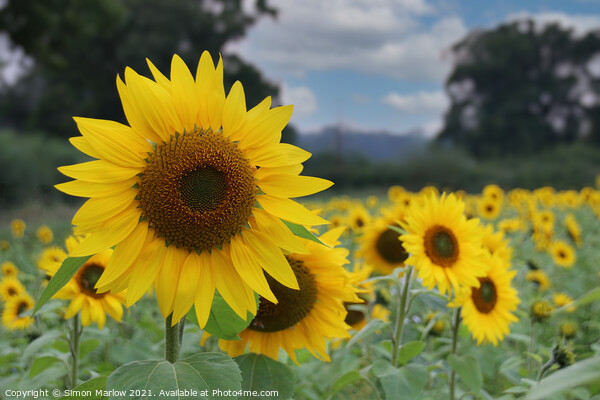 Sunflower Picture Board by Simon Marlow