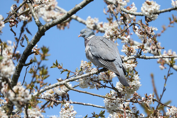 Wood Pigeon in a Cherry Blossom tree Picture Board by Simon Marlow