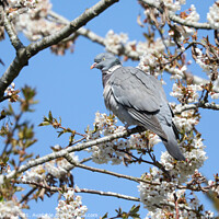 Buy canvas prints of Wood Pigeon in a Cherry Blossom tree by Simon Marlow
