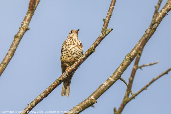 Mistle thrush Picture Board by Simon Marlow