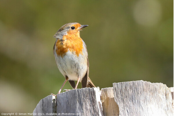 Radiant Robin in Spring Picture Board by Simon Marlow