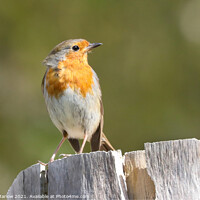 Buy canvas prints of Radiant Robin in Spring by Simon Marlow