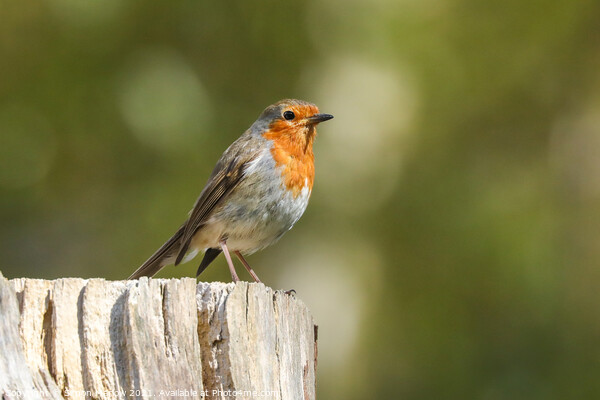 Little Robin stood on a log Picture Board by Simon Marlow